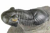 Flying Paralejurus Trilobite - Orange Eye Preservation! #381466-3